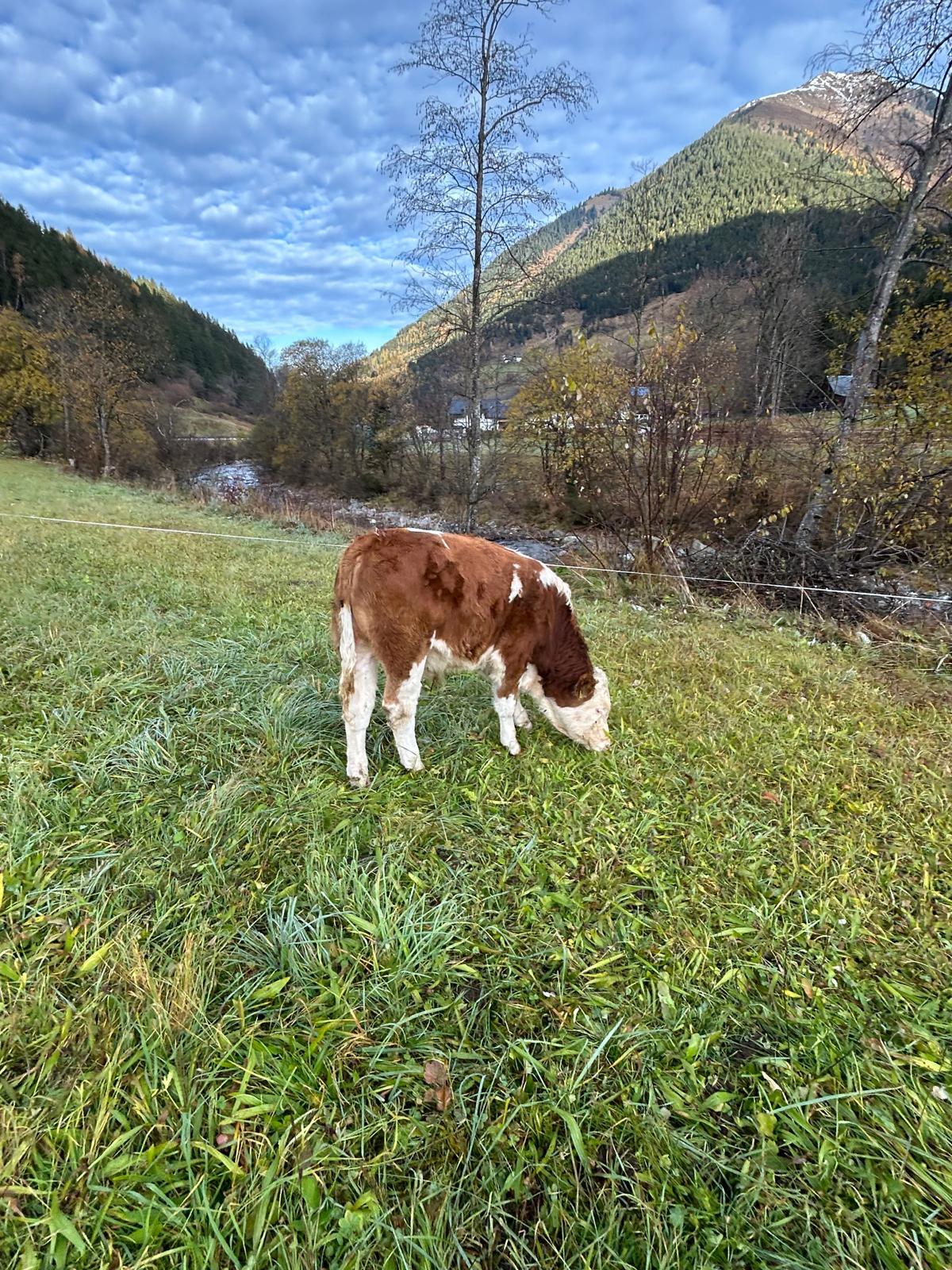 Bio Fleckvieh Stierkalb, 7 Monate 1