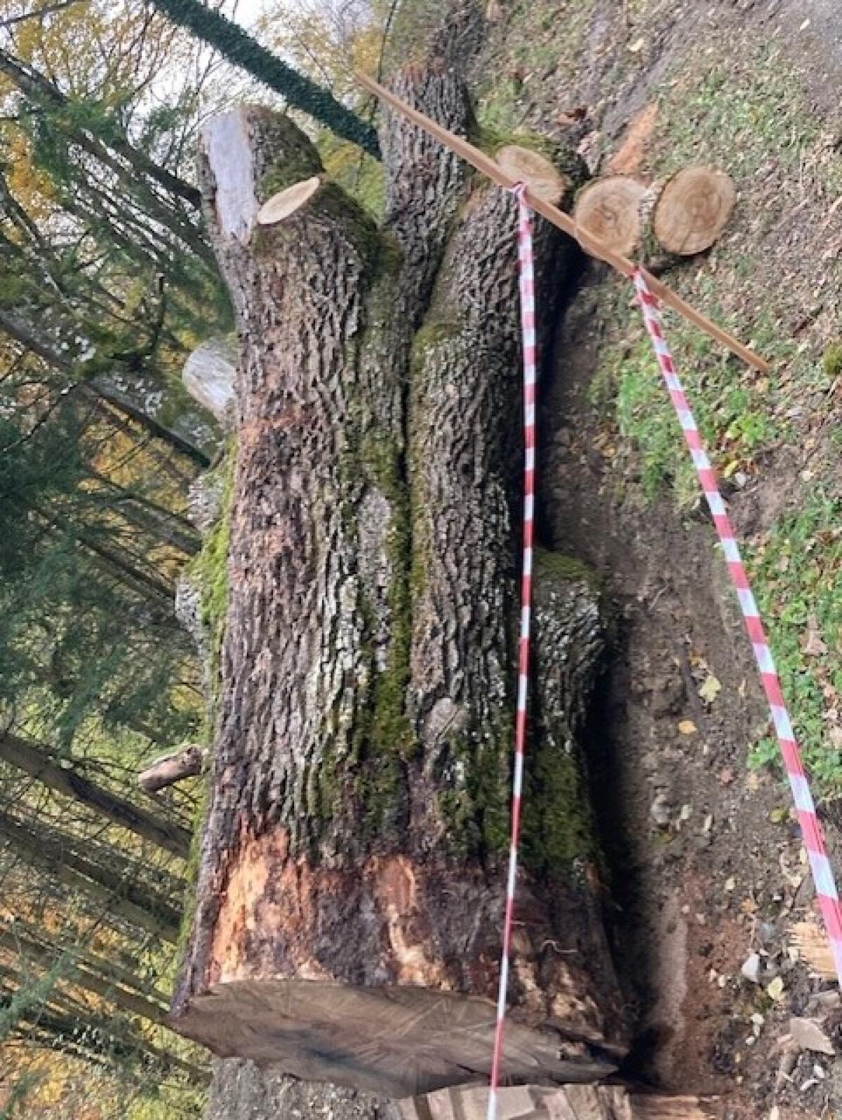 Alter Eichenstamm, mind. 300 Jahre 1