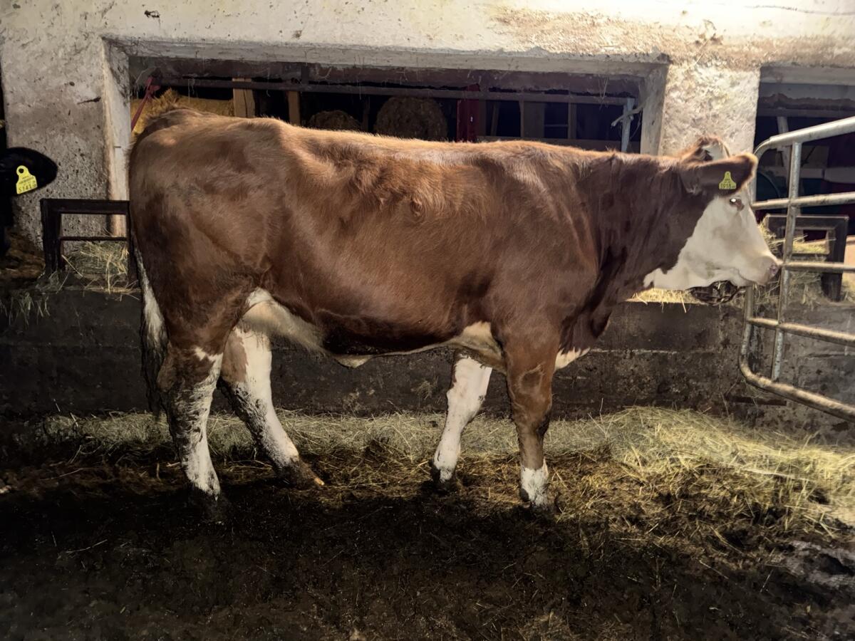 Trächtige Kalbin - Bio - 11.500 l Mutterleistung 1