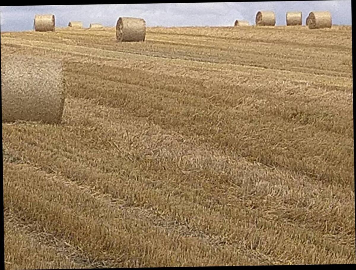 Futterstroh (Weizen) 1