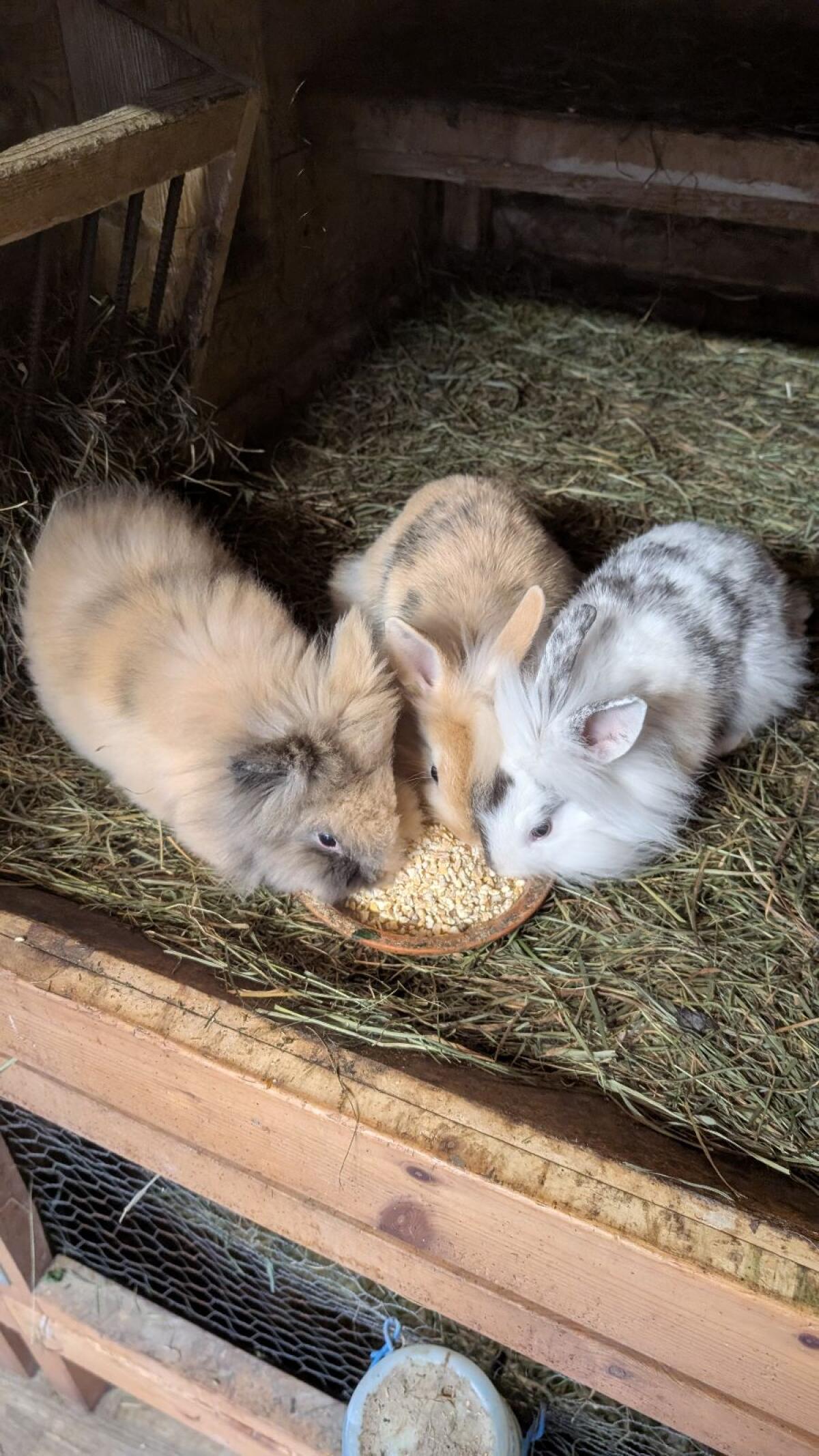 Löwenkopf Zwergkaninchen in allen Farben 1