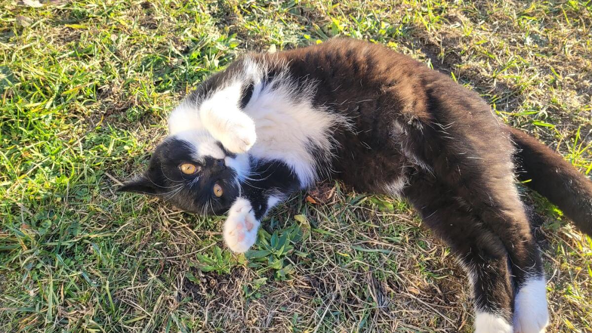 Verschmustes Geschwisterpärchen EKH 2