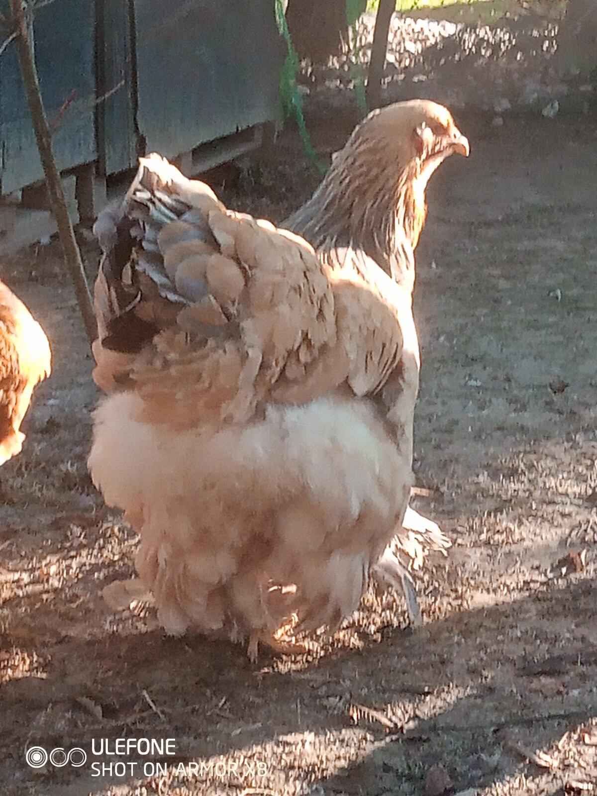 Brahma - Bruteier gelb-blau Columbia 1