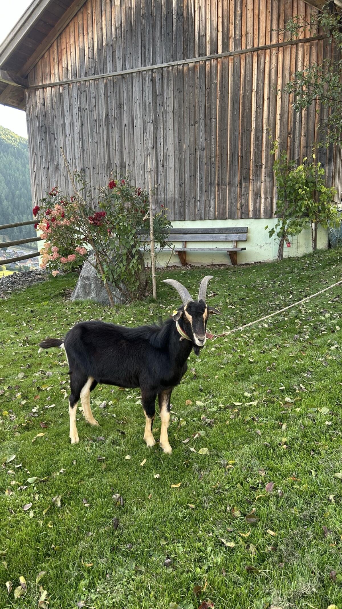 Pinzgauer Strahlenziegenbock 2
