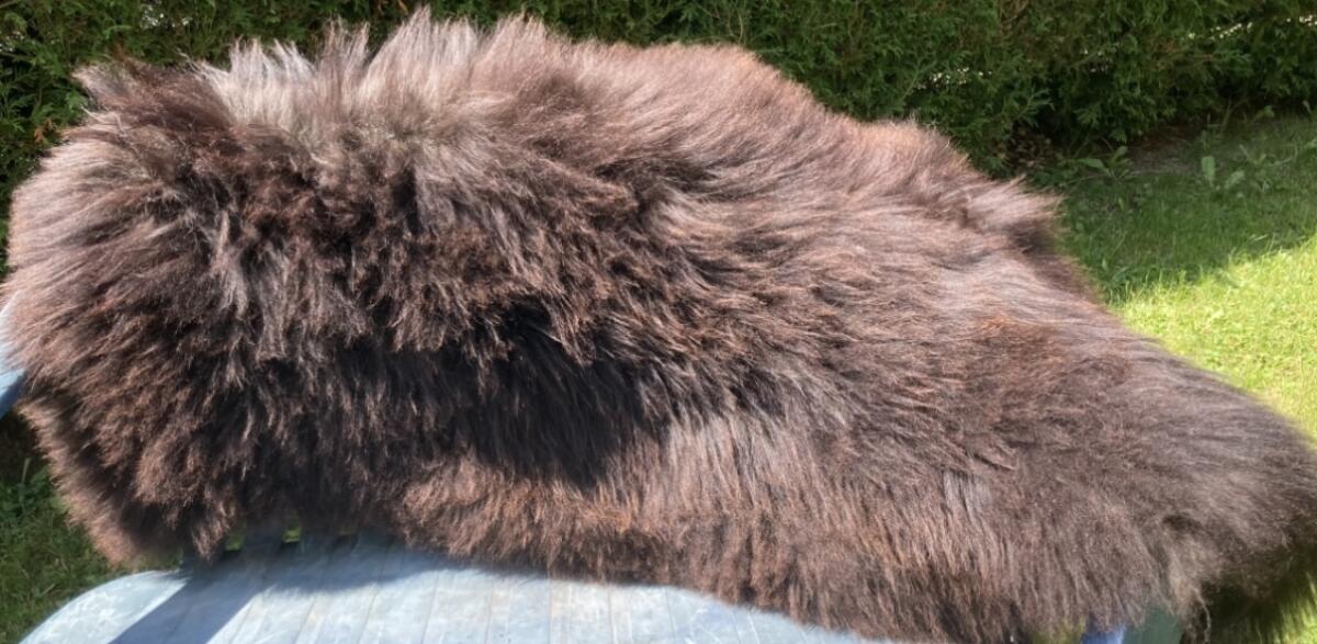 Lammfell vom Tiroler Steinschaf zu verkaufen 1