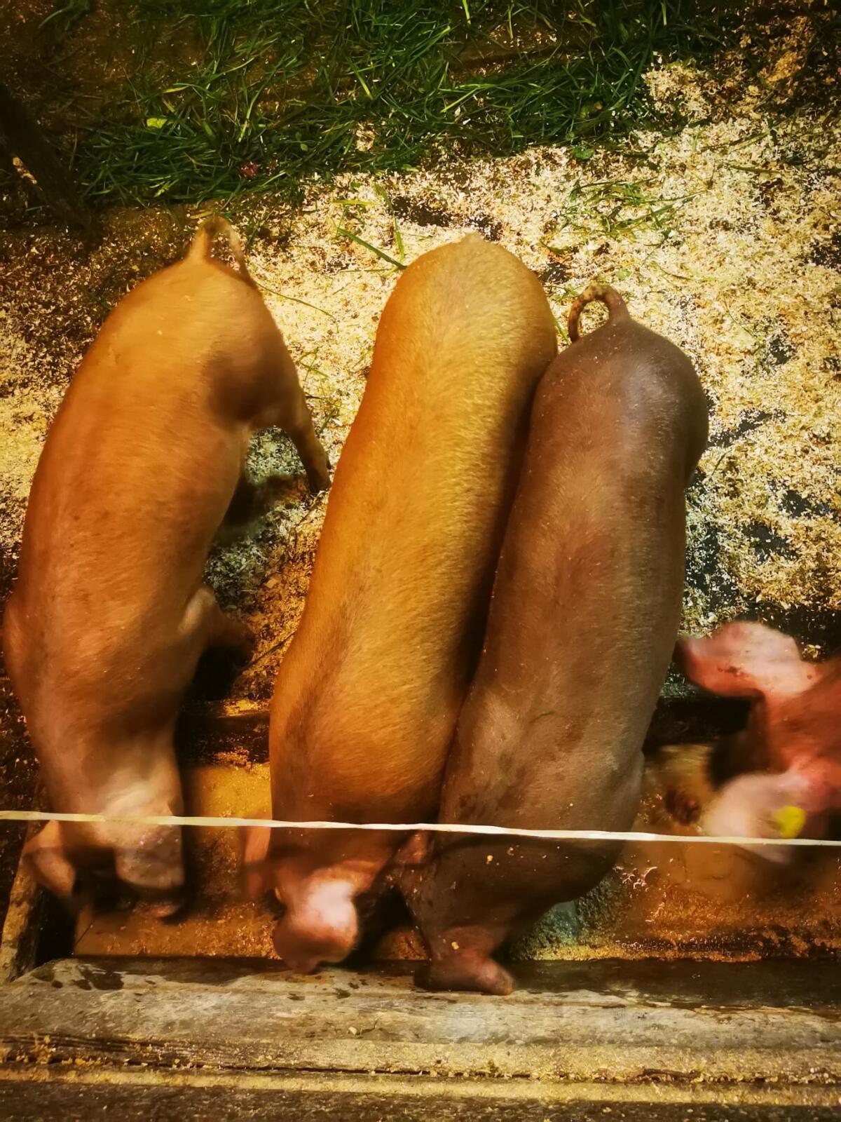 Robuste Duroc-Kreuzung Ferkel 2