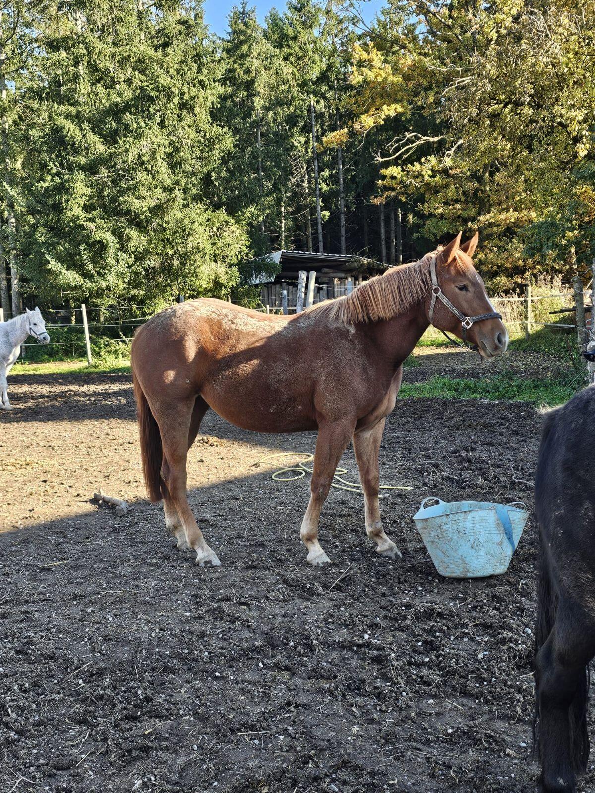 Quarter Stute aus 2023 3