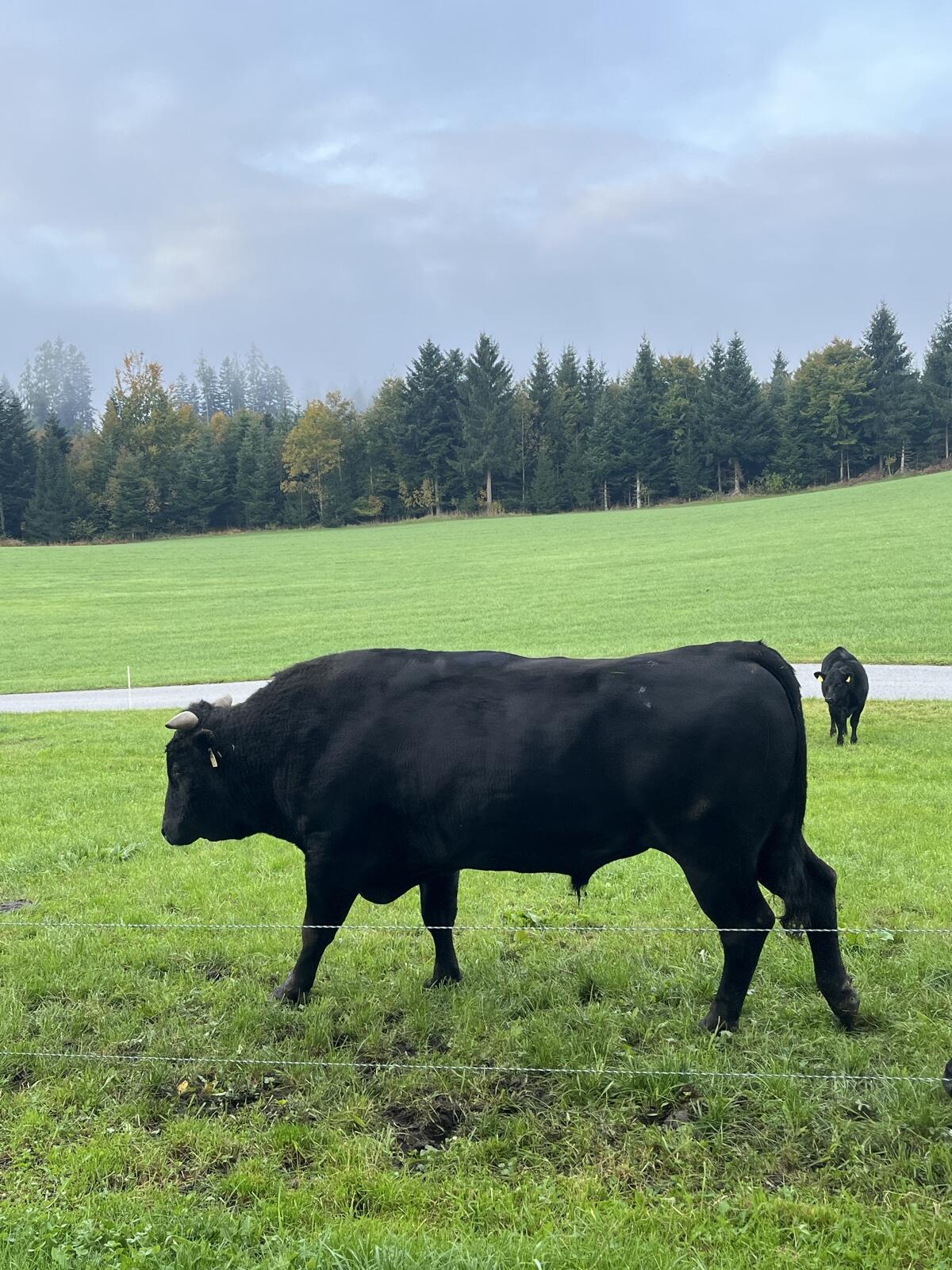 Wagyu-Stier 2