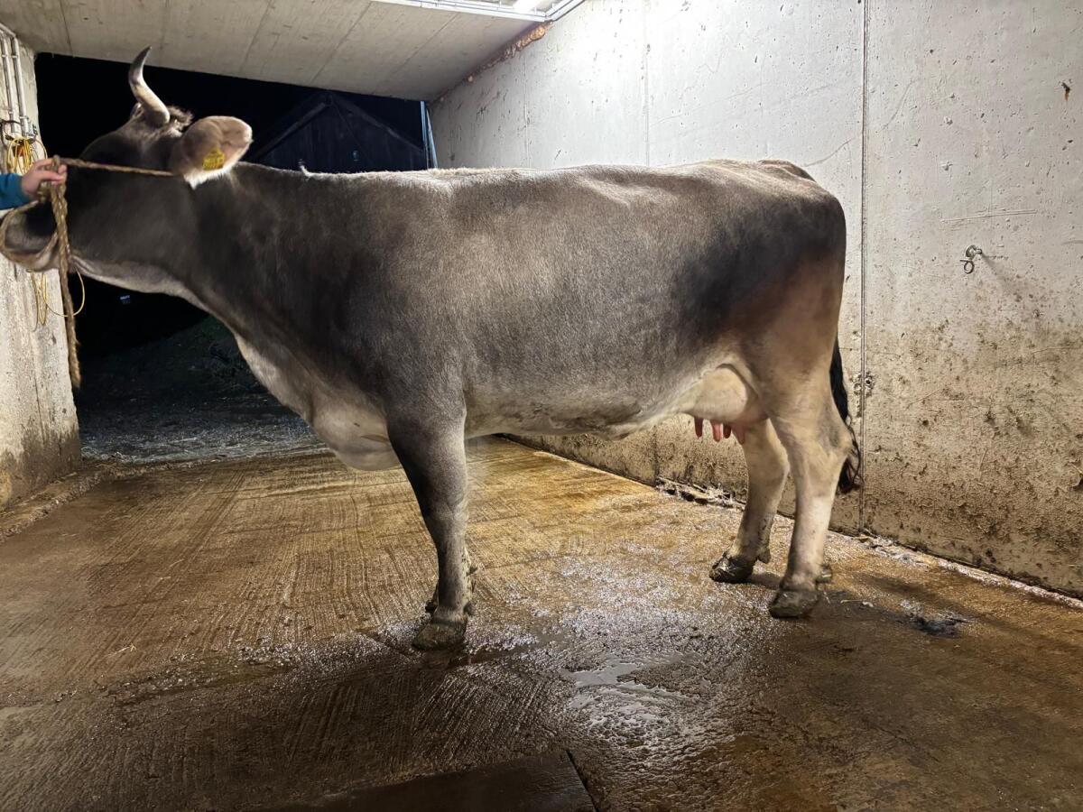 Tiroler Grauvieh Kuh 3