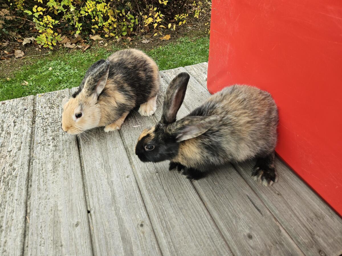 Japaner Kaninchen reinrassig 1