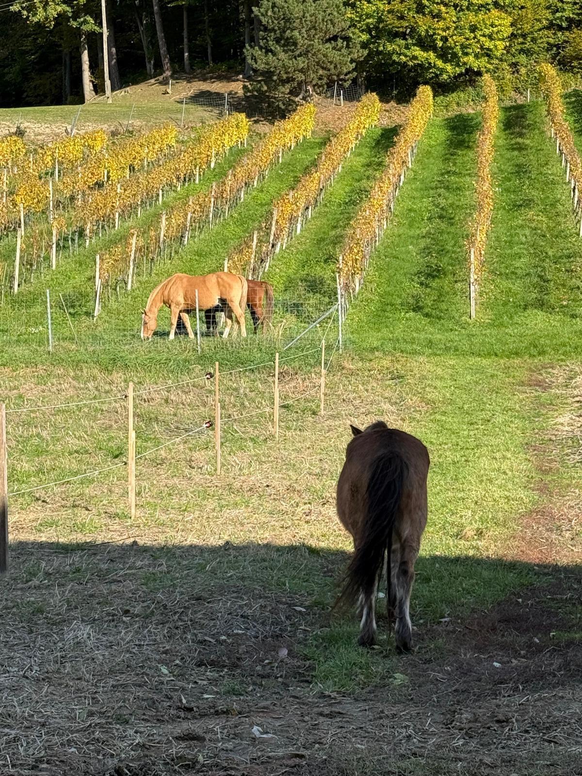 Pensions- & Rehaplätze im Freilaufstall zu vergeben 3