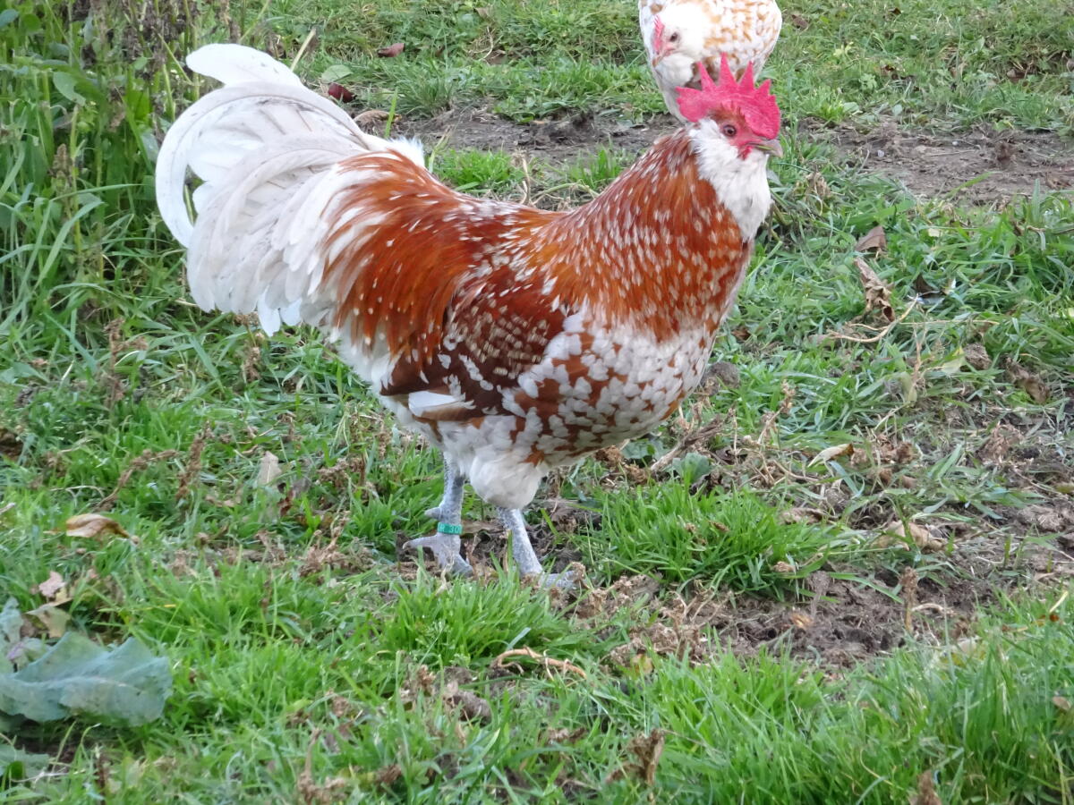 Thüringer Barthuhn chamois-weißgetupft 1