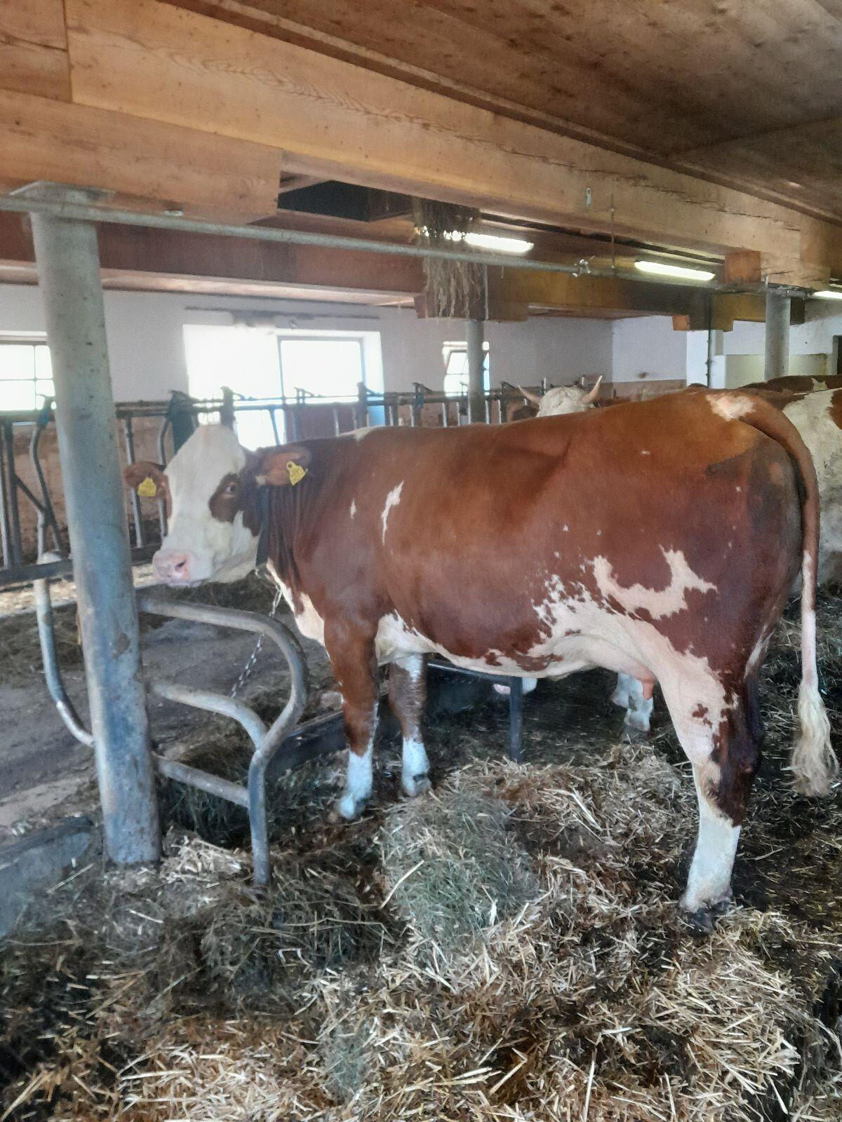 Bio Fleckvieh Kalbin in Milch 2