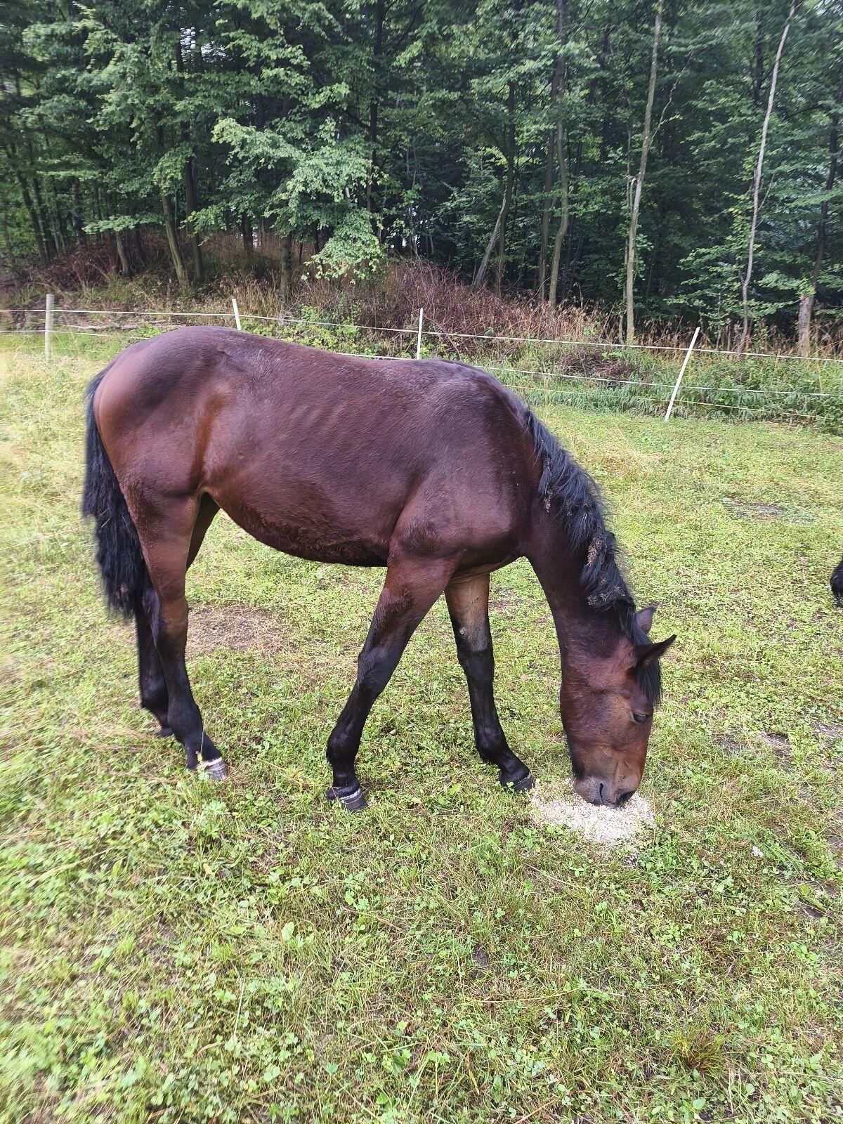 Warmblut-Mix Stutfohlen 3