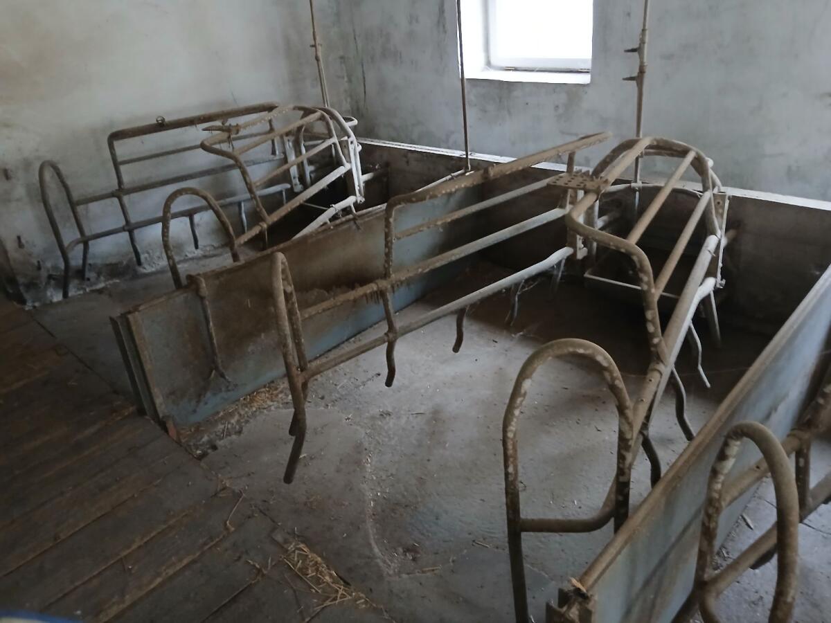 Aufstallung für Schweine 2