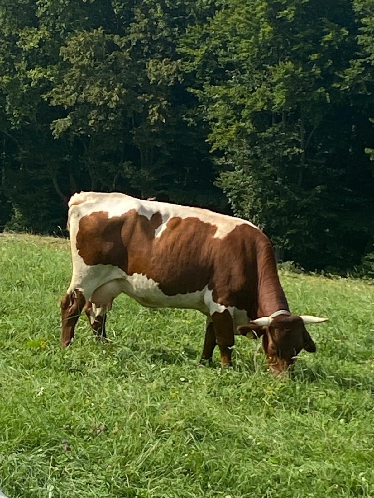 Bio Pinzgauer Kuh Elsa 2