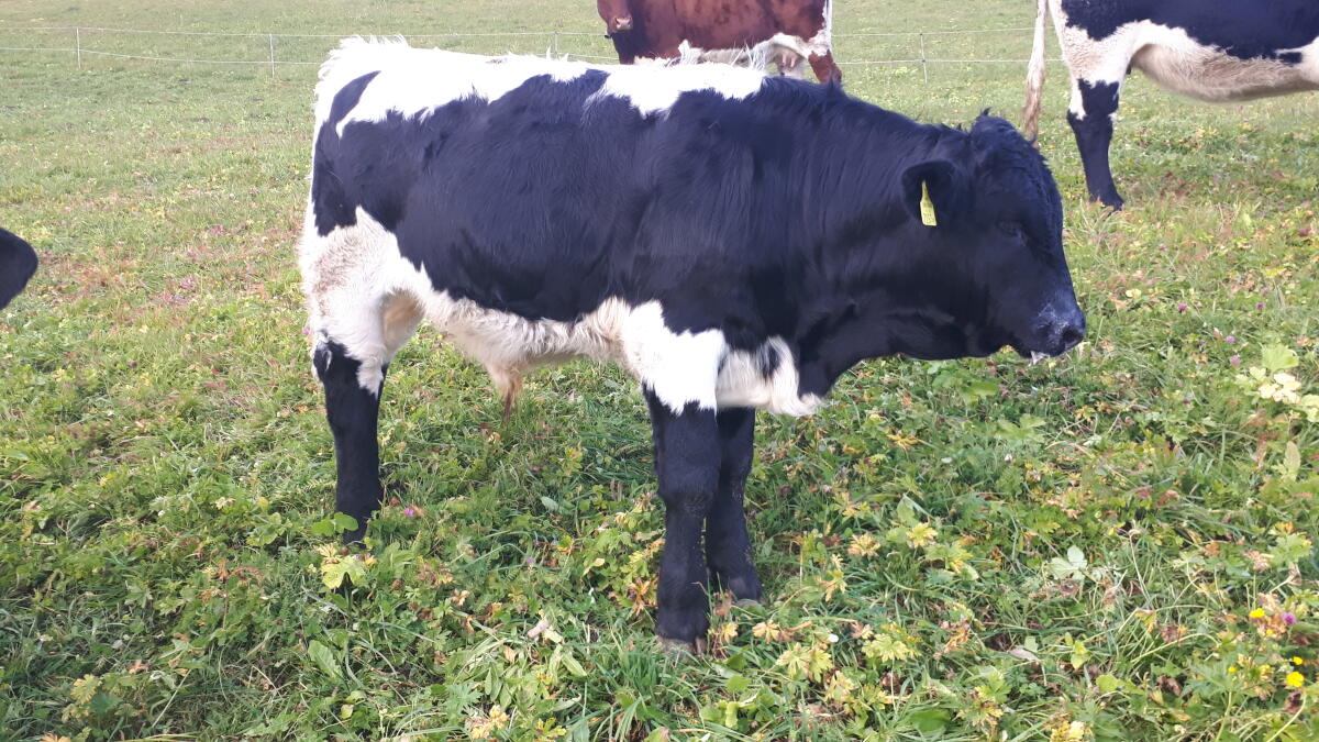 Pinzgauer Jungstier, BIO, 6 Monate 2