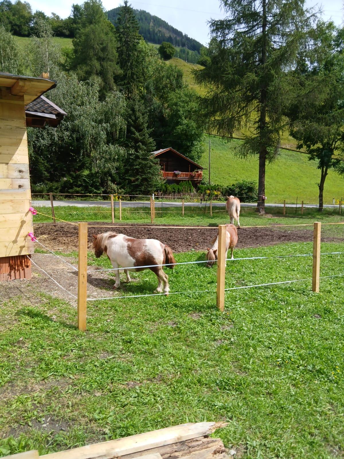 2 Mini Shetty Ponys 2