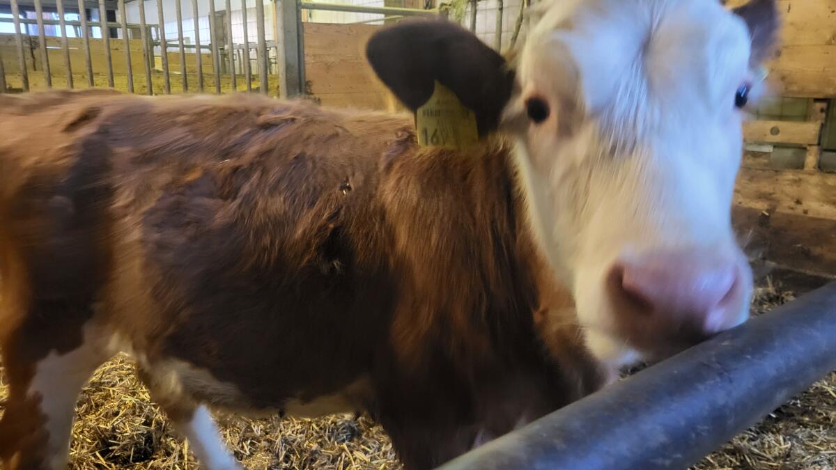 Fleckvieh Kälber weiblich, enthornt, entwöhnt 1