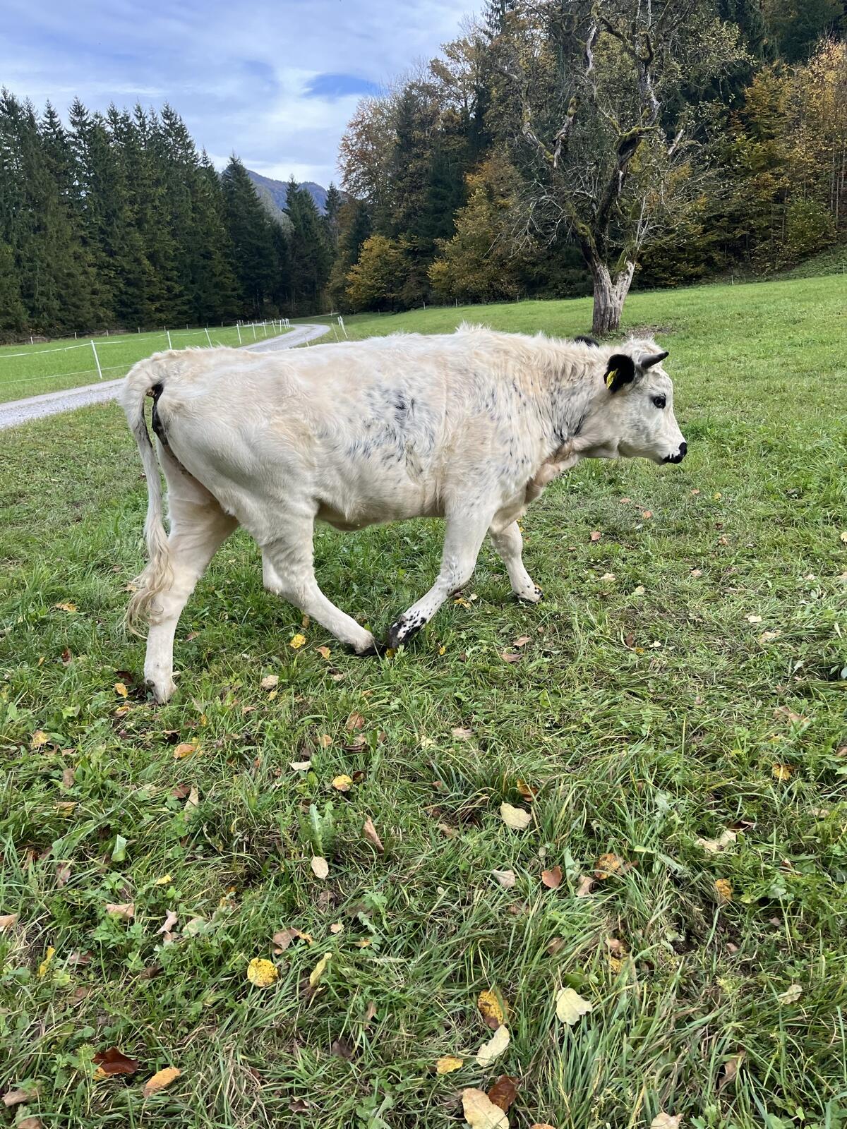 Pustertaler Kalbin 2