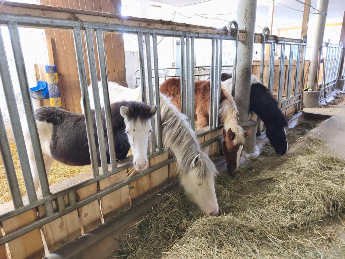 Einstellplätze für Pferde 3