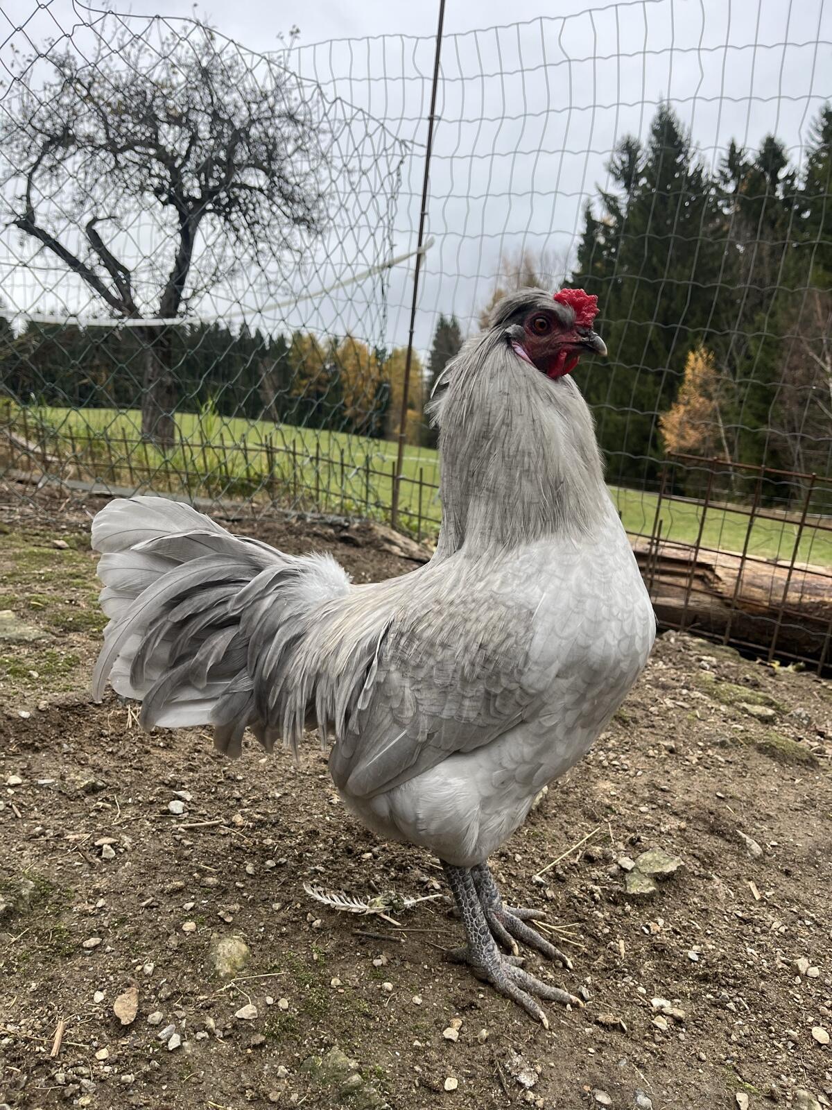 Araucana Hähne 1