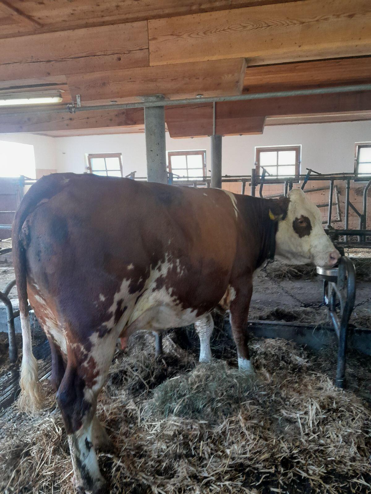 Bio Fleckvieh Kalbin in Milch 3