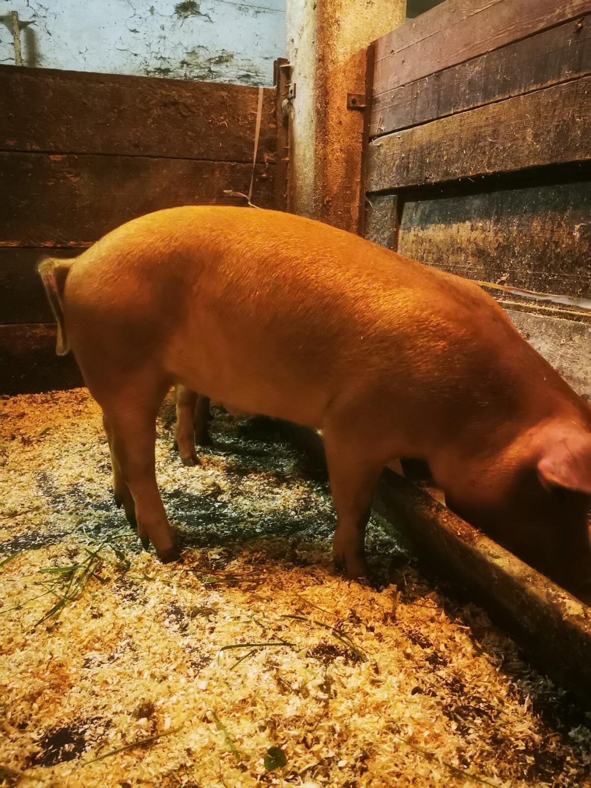 Robuste Duroc-Kreuzung Ferkel 3