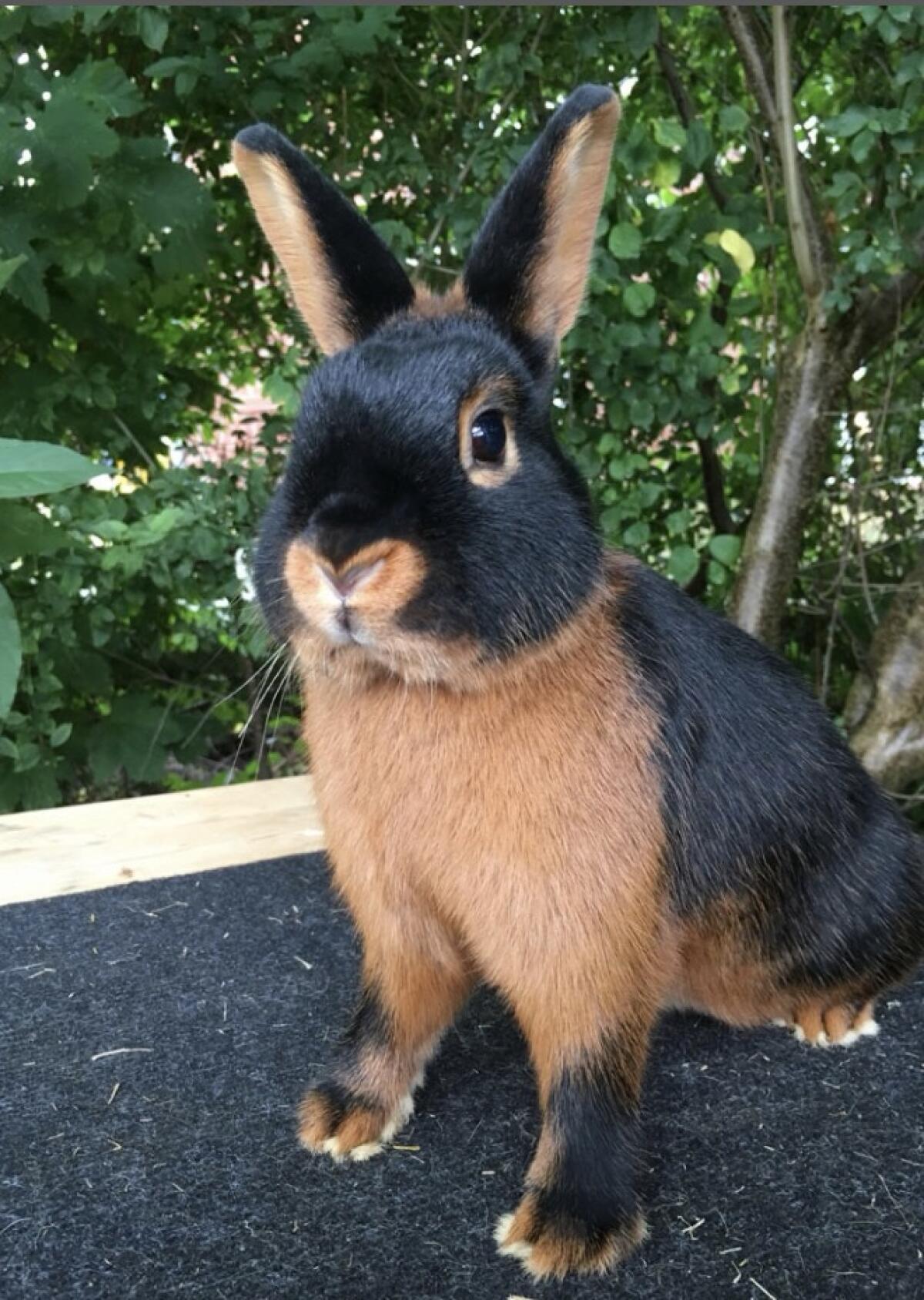 Schwarz Loh Kaninchen zu verkaufen 1