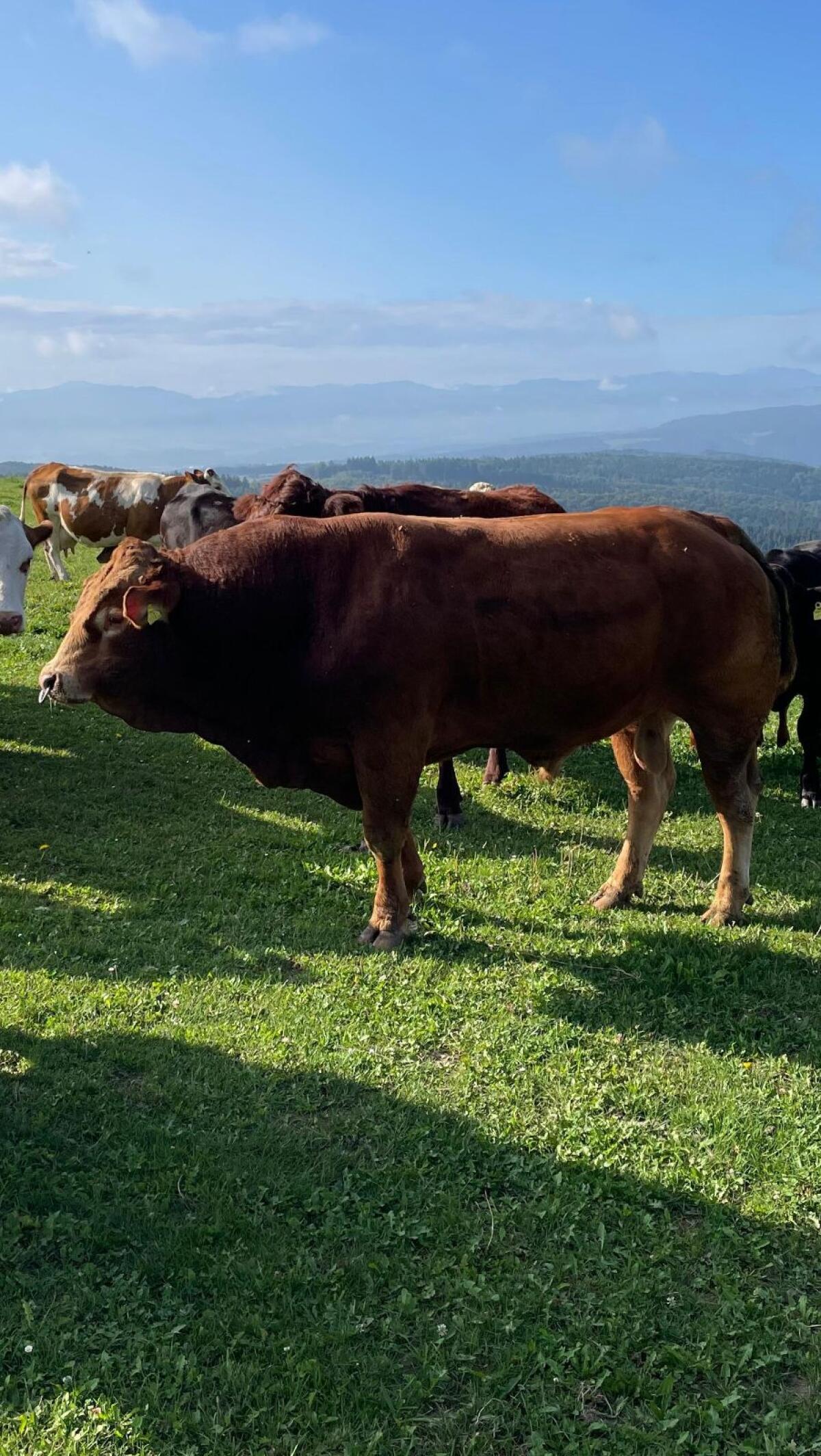 Limousin-Zuchtstier 1