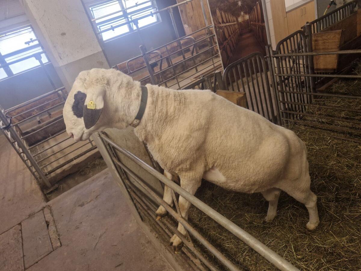 Brillenschaf Widder Matze 2