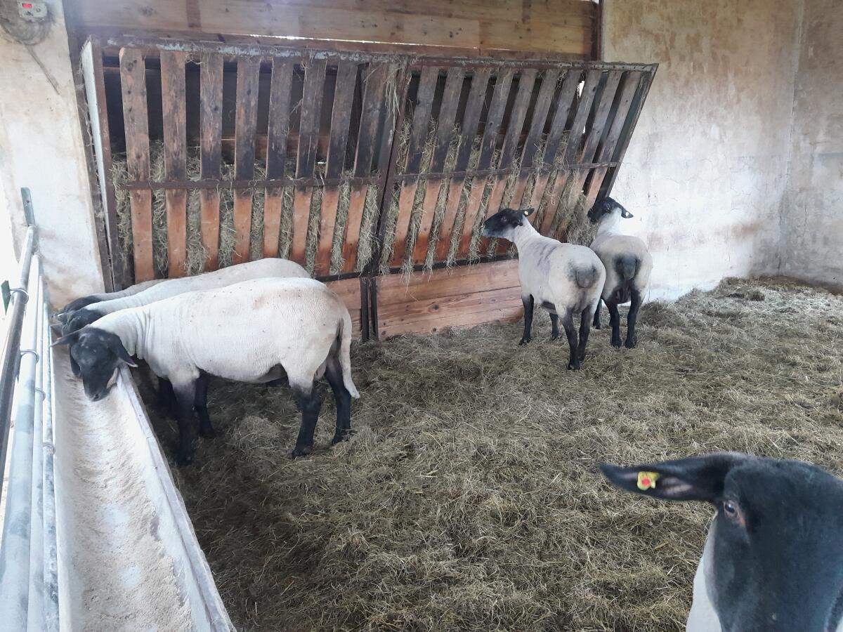 Verkaufe Schafherde 3