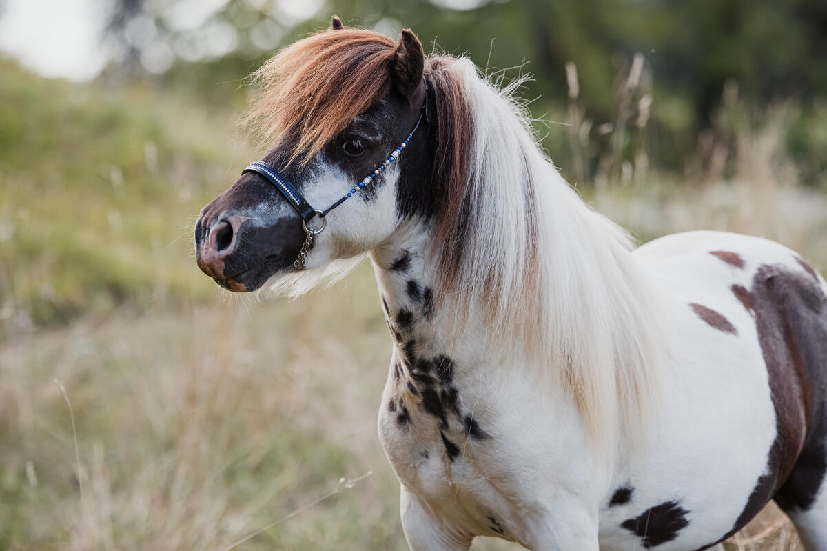 Gekörter SA- & ACAN-freier Deckhengst in Sonderfarbe 2