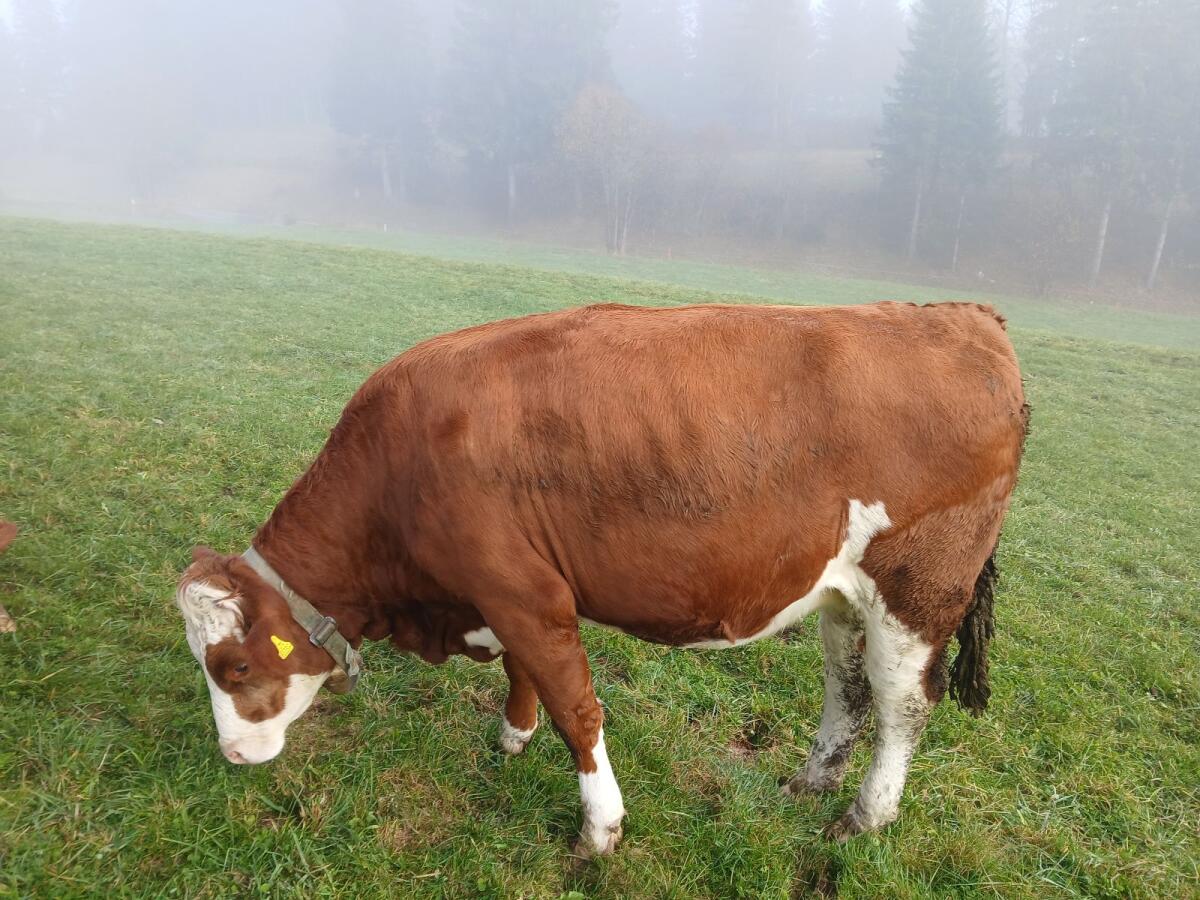 Verkaufe trächtige Fv-Kalbin 1