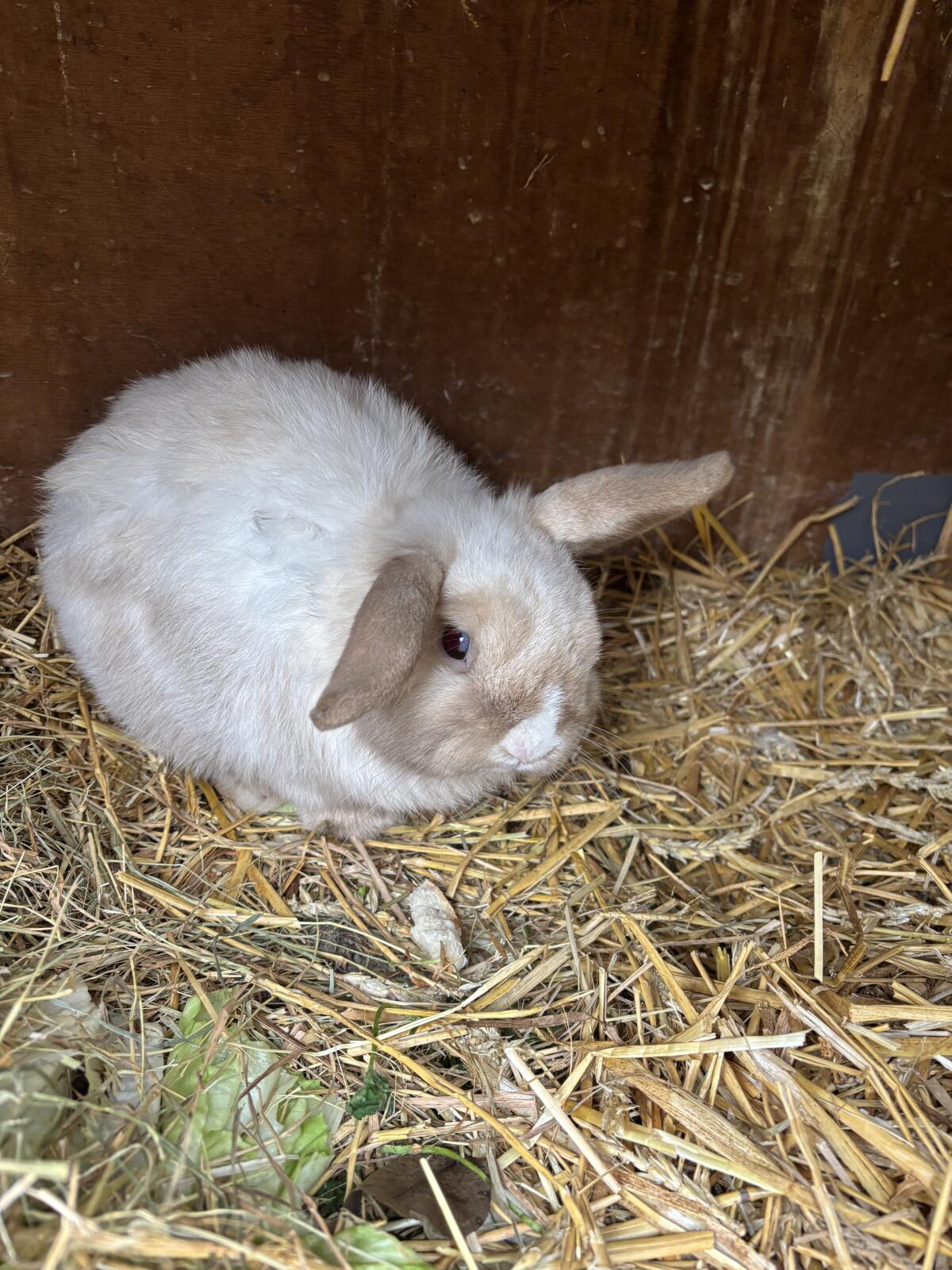 Zwergkaninchen Mini Lop Rammler 2