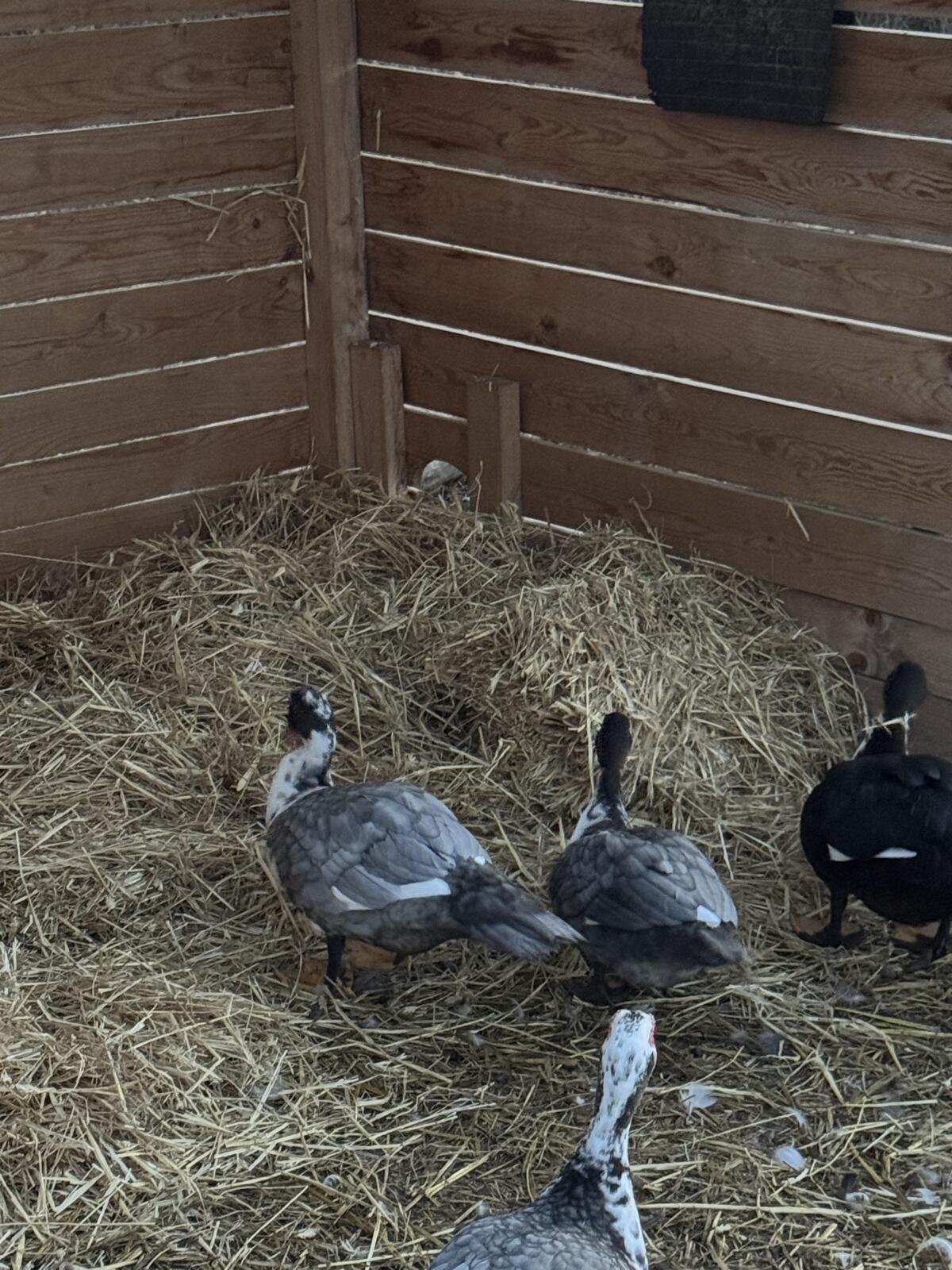 Enten (Stumm/Warzenenten) 2