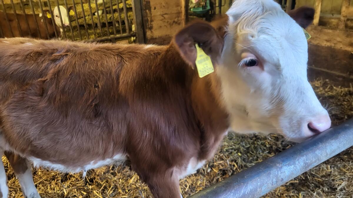 Fleckvieh Kälber weiblich, enthornt, entwöhnt 3