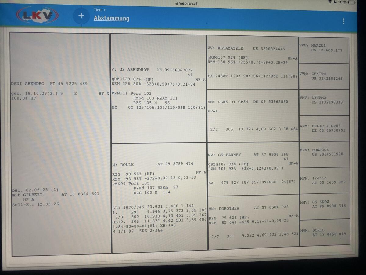 HF Kalbinnen trächtig 2