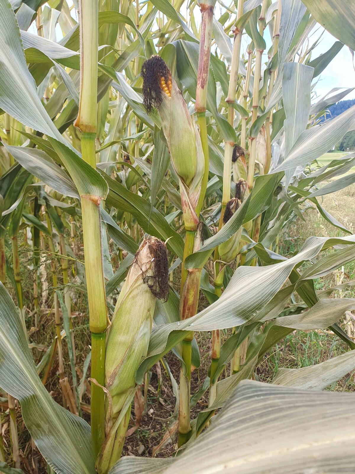 Bio Maissiloballen 2