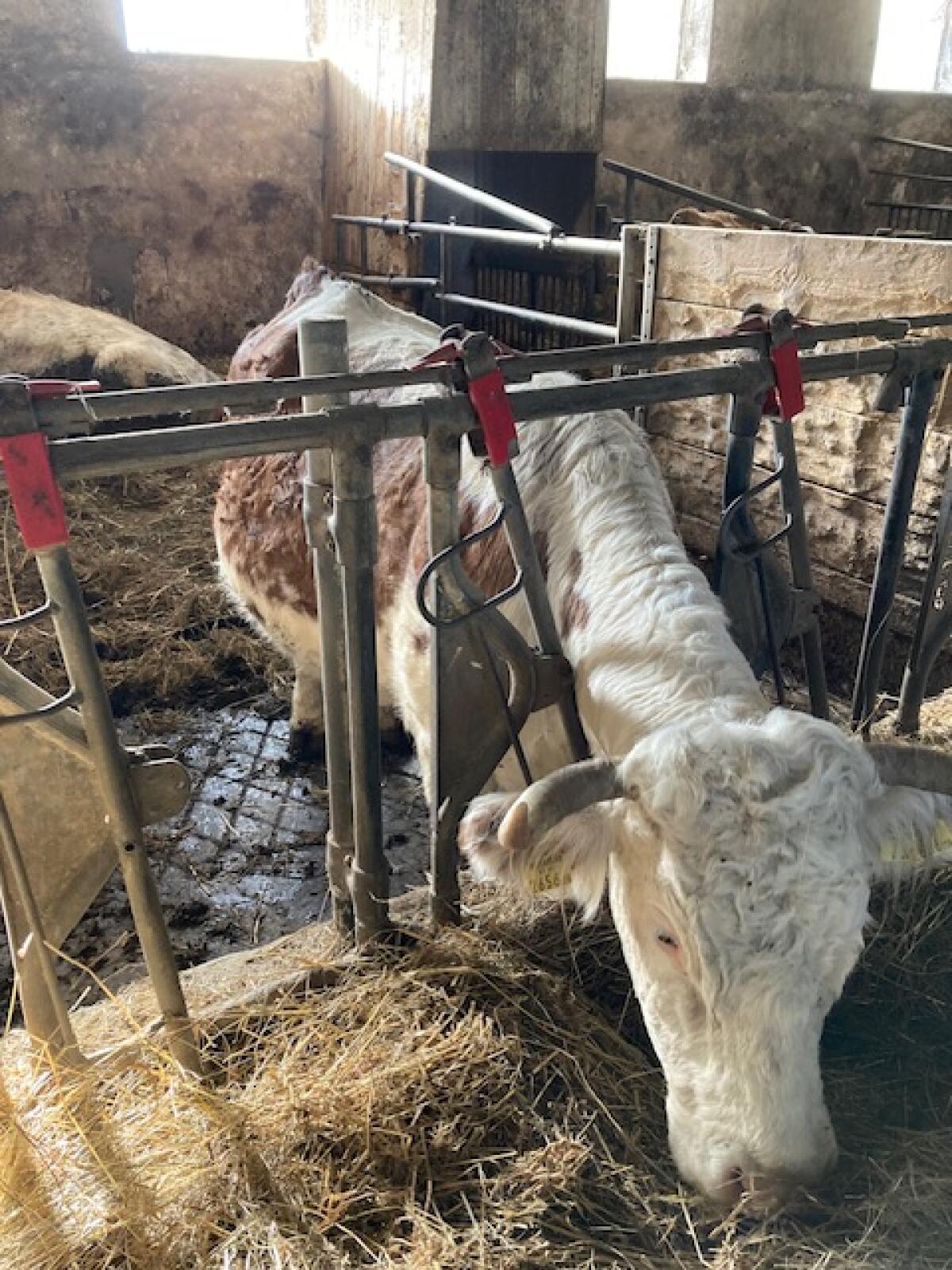 Ennstaler Bergschecken 2