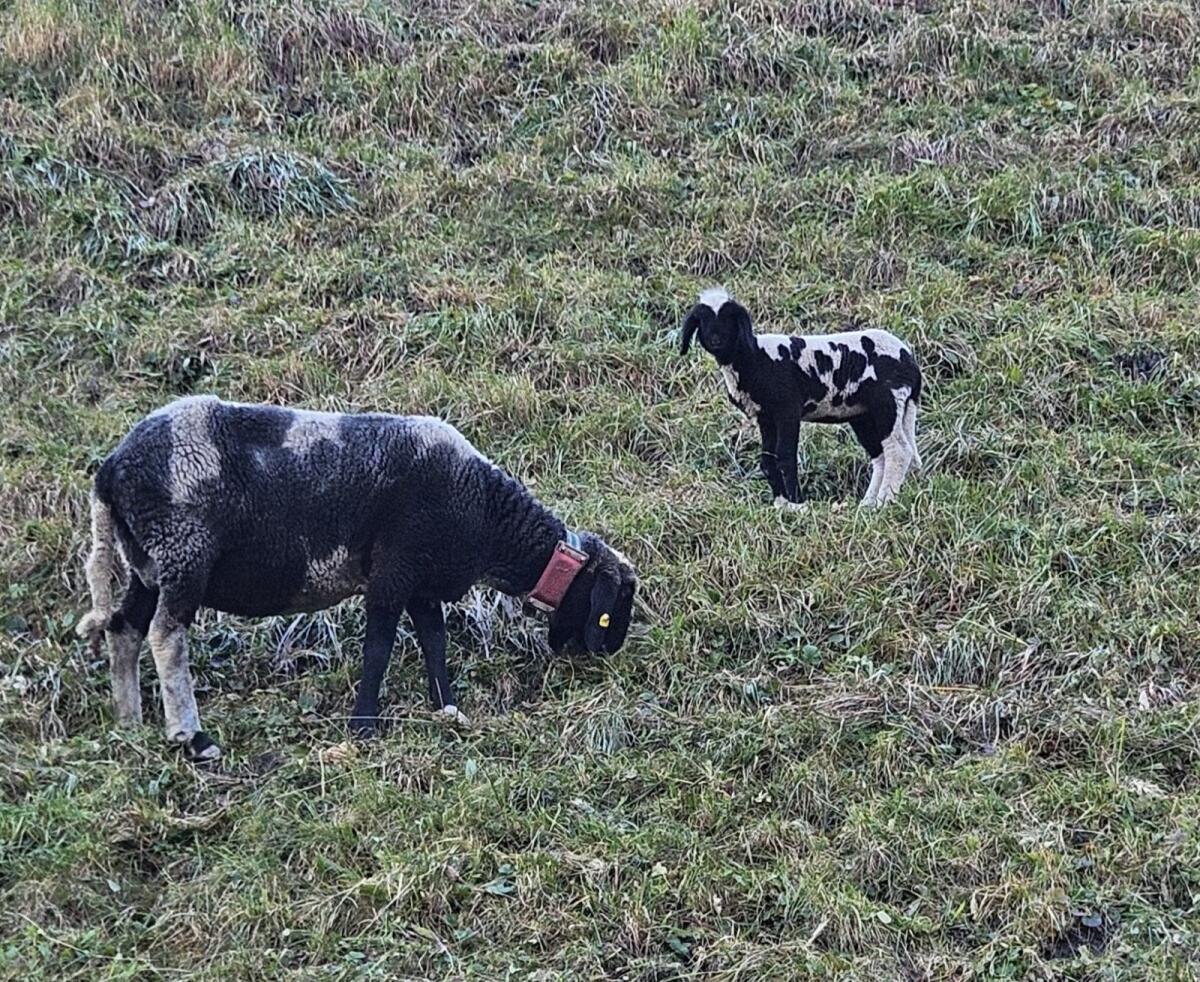 Bergschaf mit Lamm 1