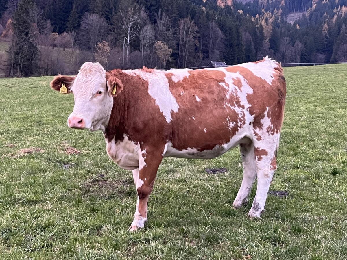 Trächtige Fleckviehkalbin 1