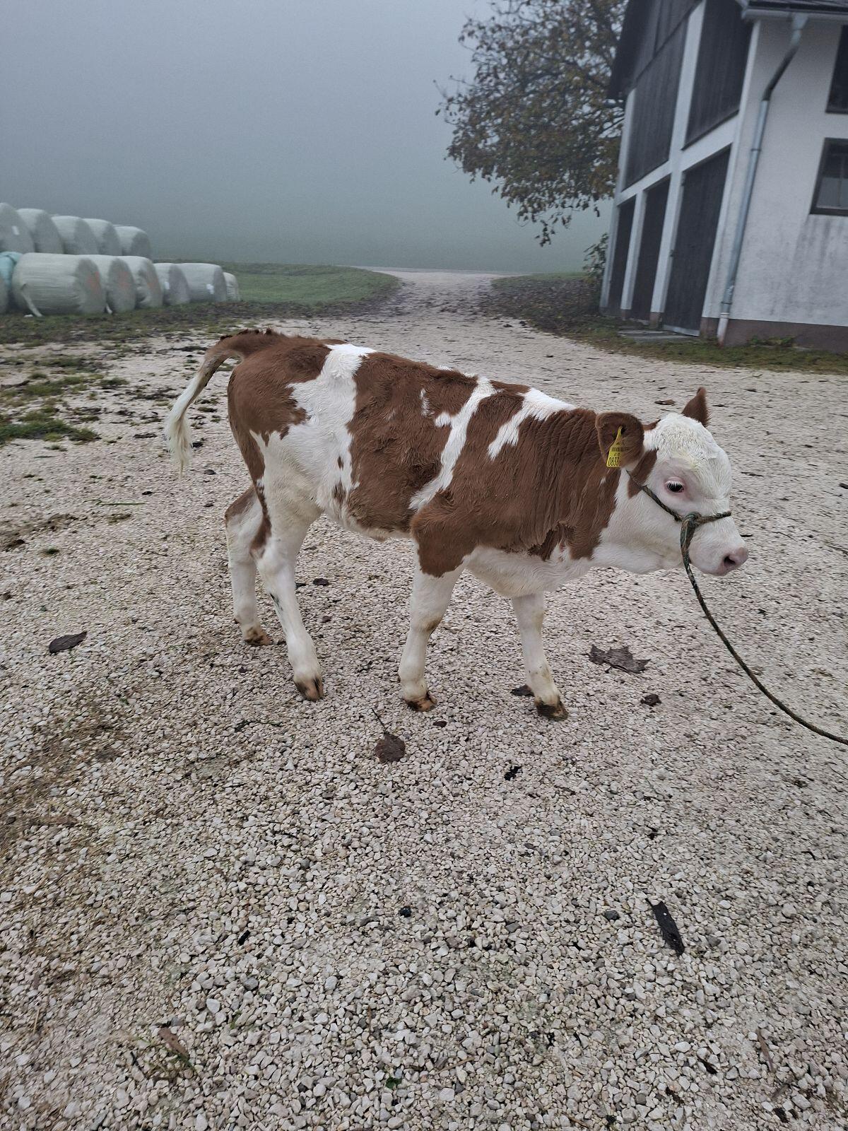 Fleckvieh Zuchtkalb 3