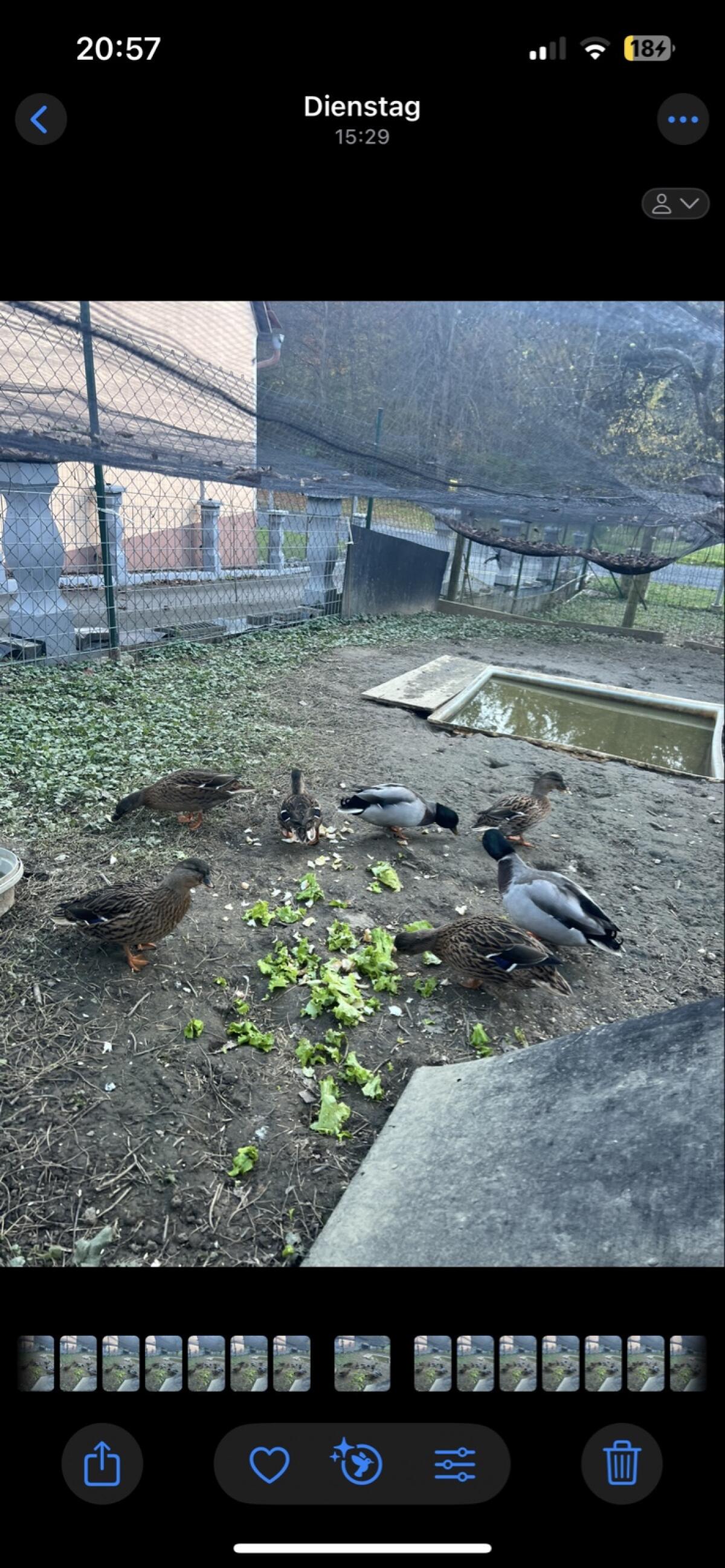 Zwergenten Weibchen 2