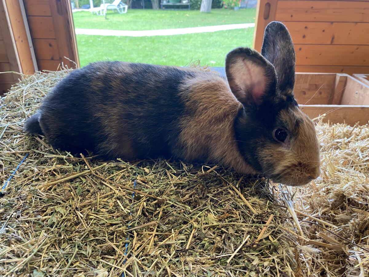 Japaner Rammler zu verkaufen 1