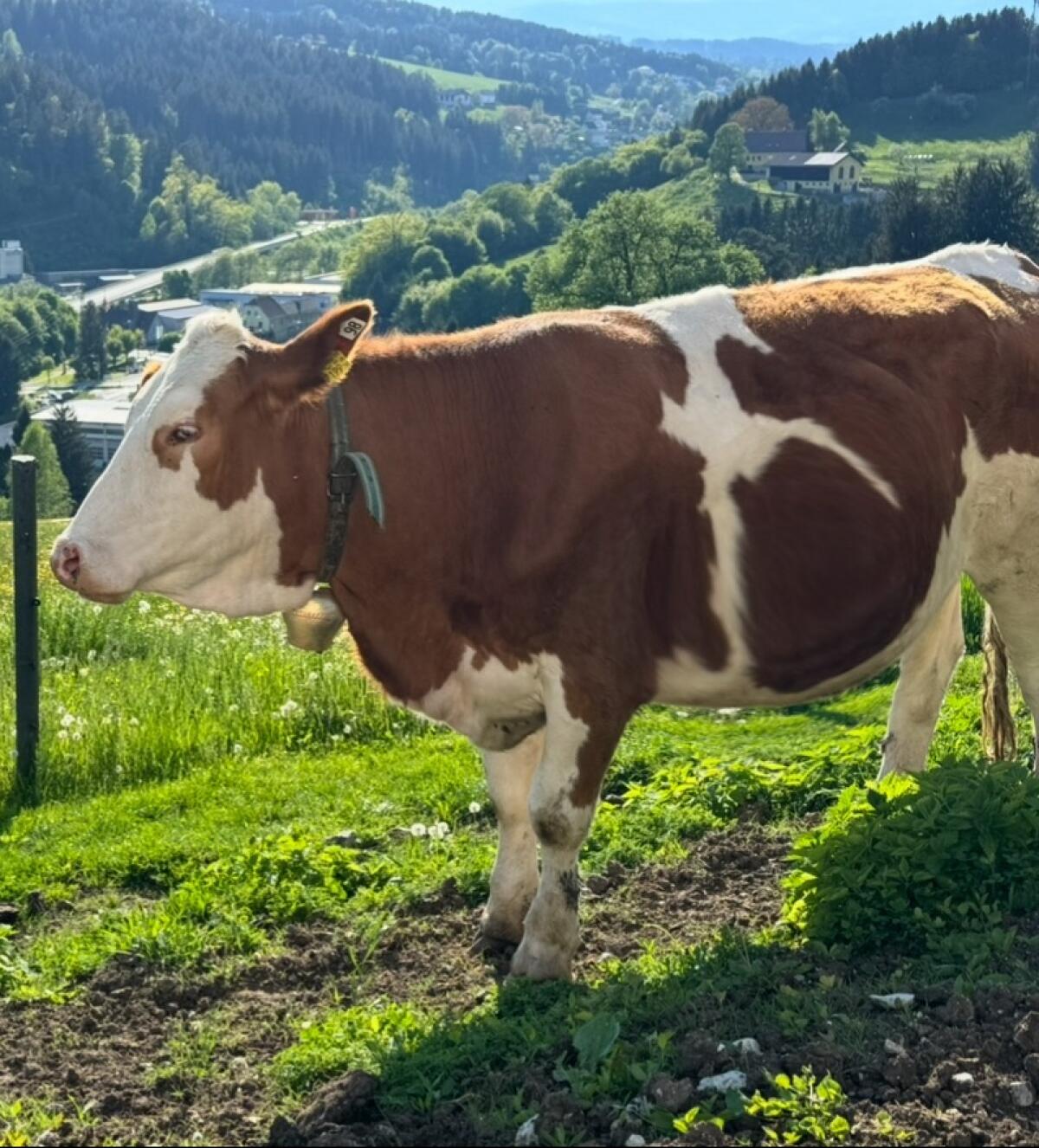 Trächtige Fleckvieh-Zuchtkalbin 1