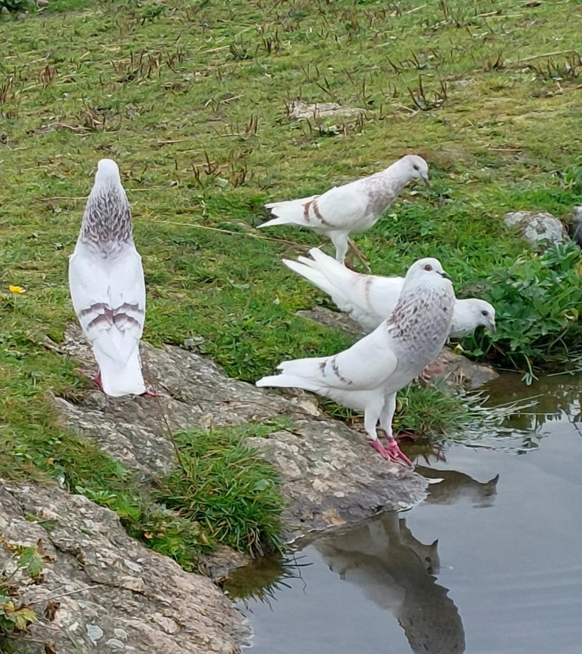 Schlesische Kropftauben 2