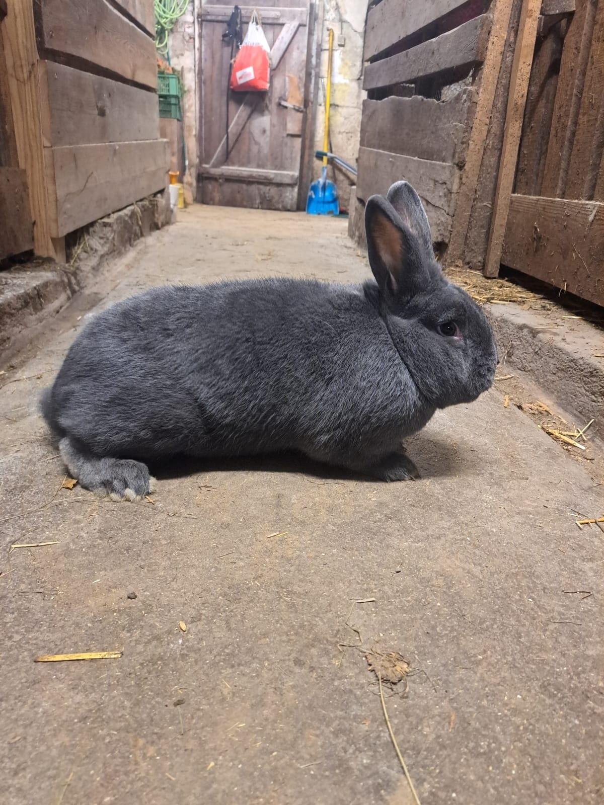 Blauer Wiener Rammler 2