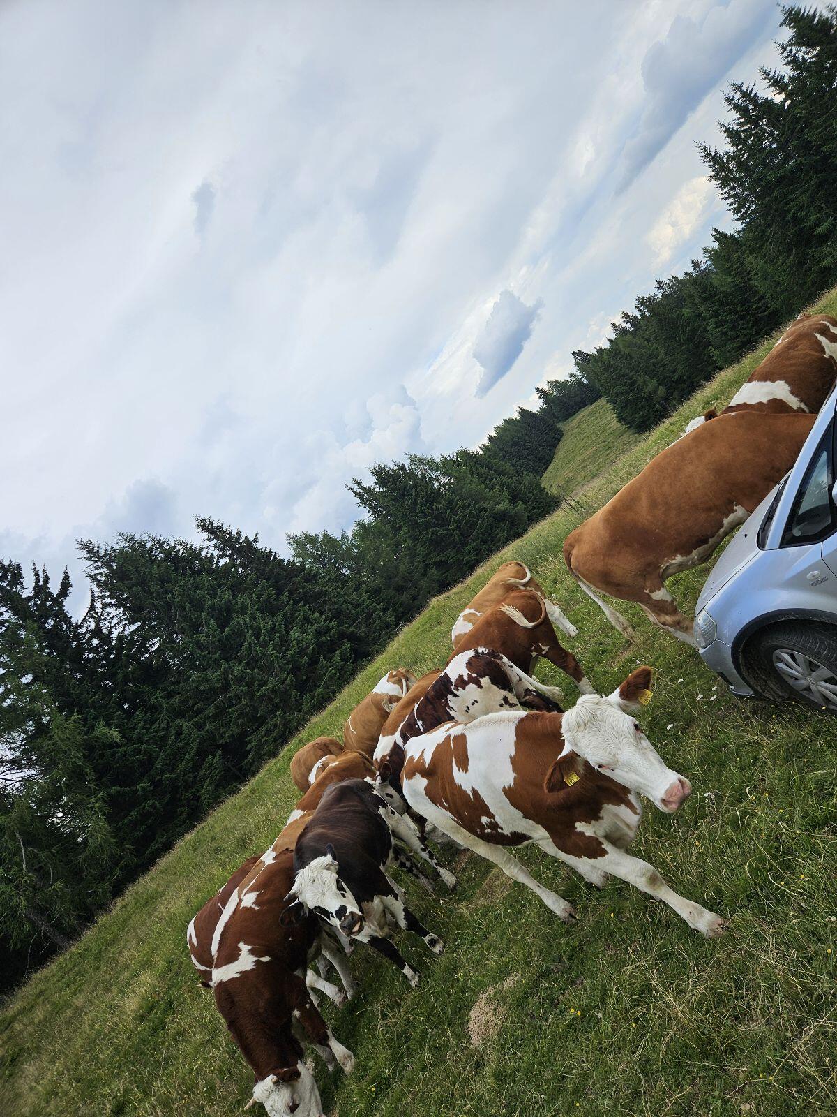 Praktikant/in gesucht für 2026 1