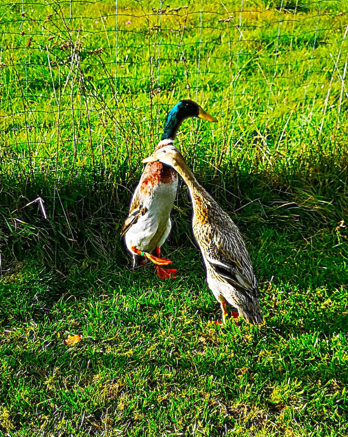 Reinrassige Laufenten forellenfarbig zu verkaufen 2